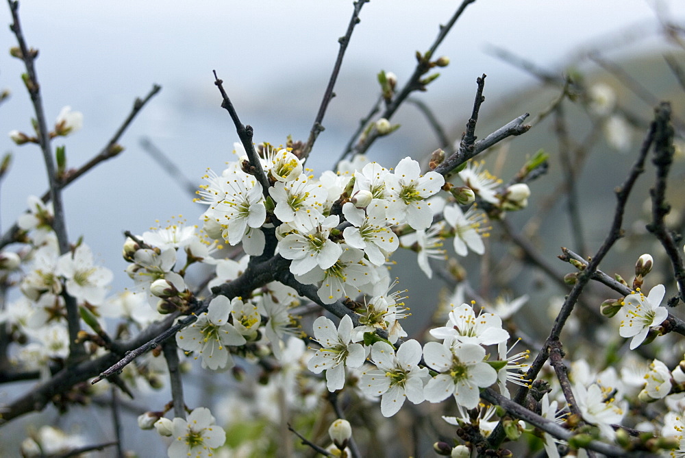 Blackthorn (Prunus spinosa). West coast, Sark, British Channel Islands, UK