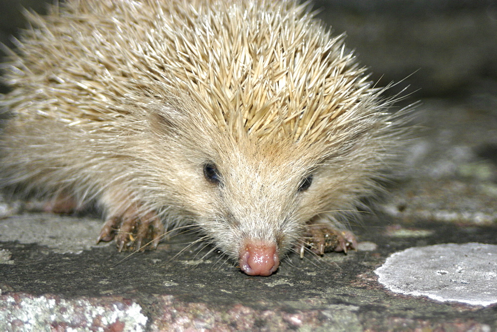 Blonde Hedgehog (Leucistic) (Erinaceus europaeus). Alderney, British Channel Island, UK