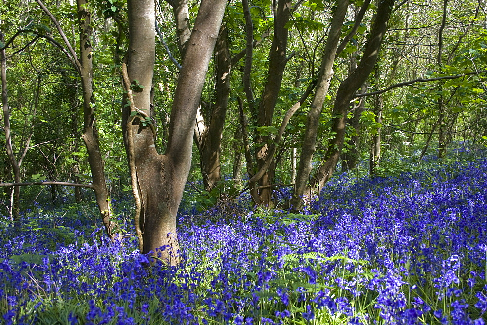 Bluebell (Hyacinthoides non-scripta). Dixcart Woods, Sark, British Channel Islands, UK