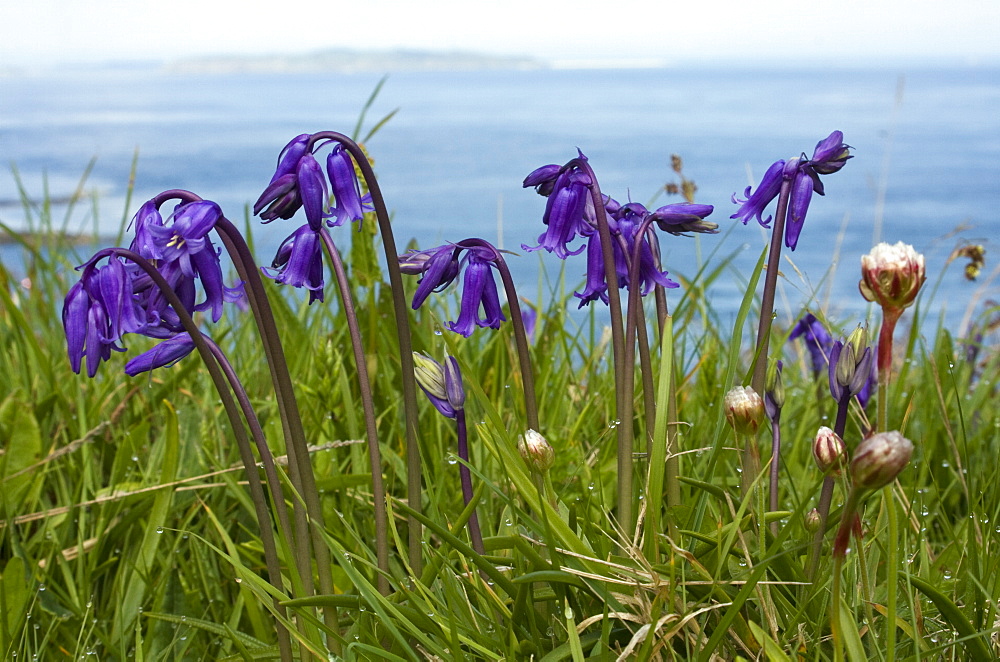 Bluebell (Hyacinthoides non-scripta). Gouliot Headland, Sark, British Channel Islands, UK