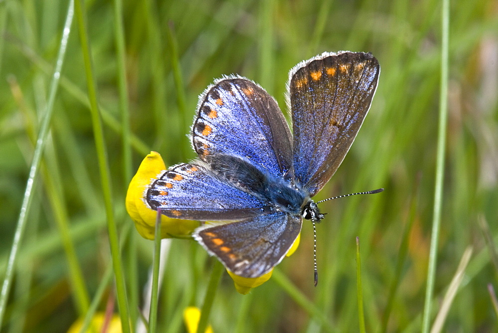 Common Blue Butterfly (Polyommatus icarus). Sark, British Channel Islands, UK