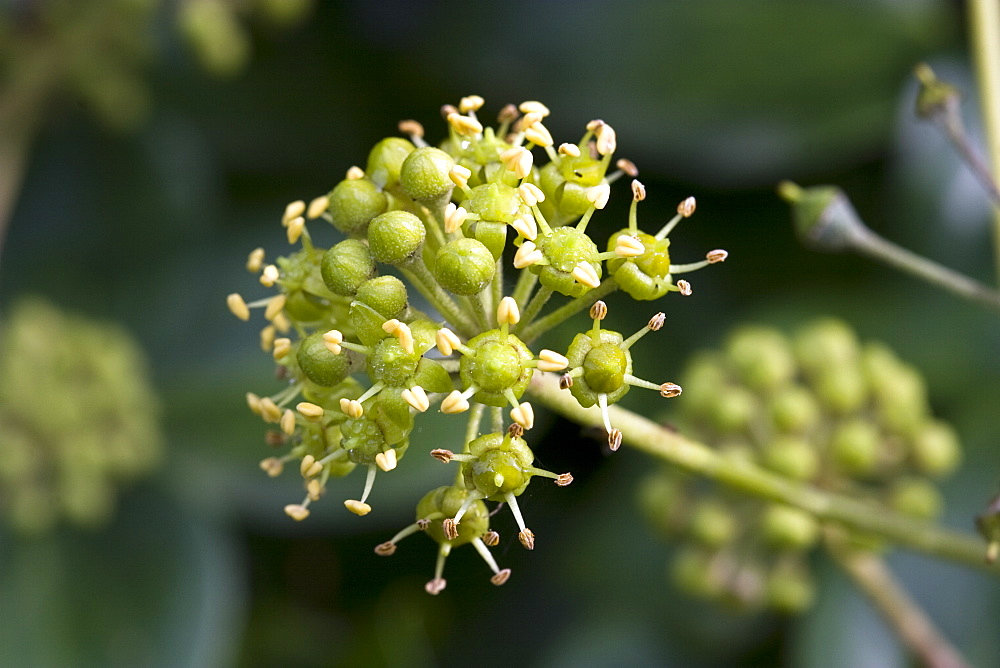 Ivy flower (Hedera helix). Sark, British Channel Islands, UK