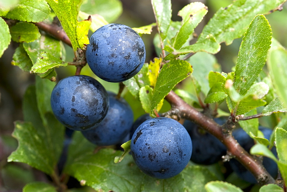 Blackthorn fruit sloes (Prunus spinosa). Sark, British Channel Islands, UK