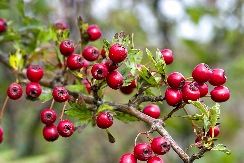 Hawthorn Berries (Crataegus monogyna). Sark, British Channel Islands, UK