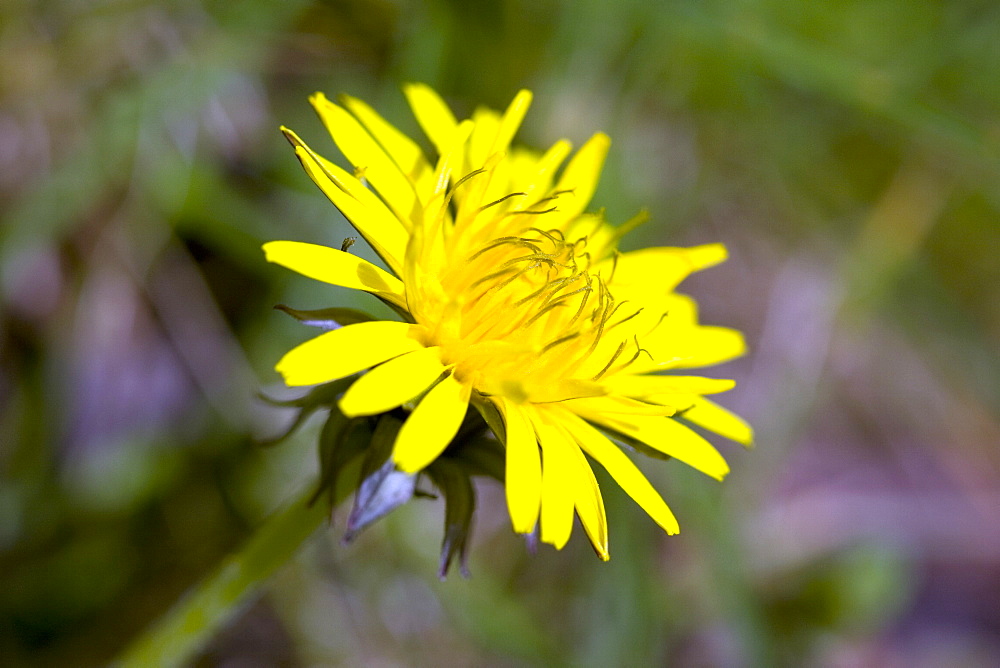 Dandelion (Taraxacum Sect. Ruderalia). Sark, British Channel Islands, UK