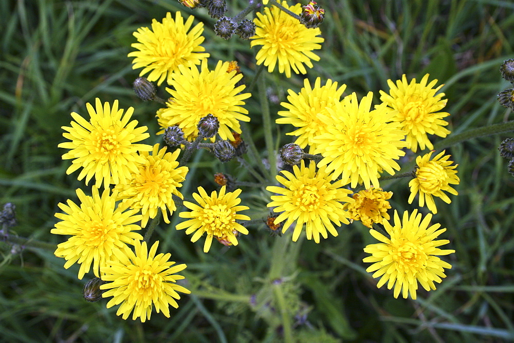 Hawkweed (Hieracium sp). Sark British Channel Islands, UK