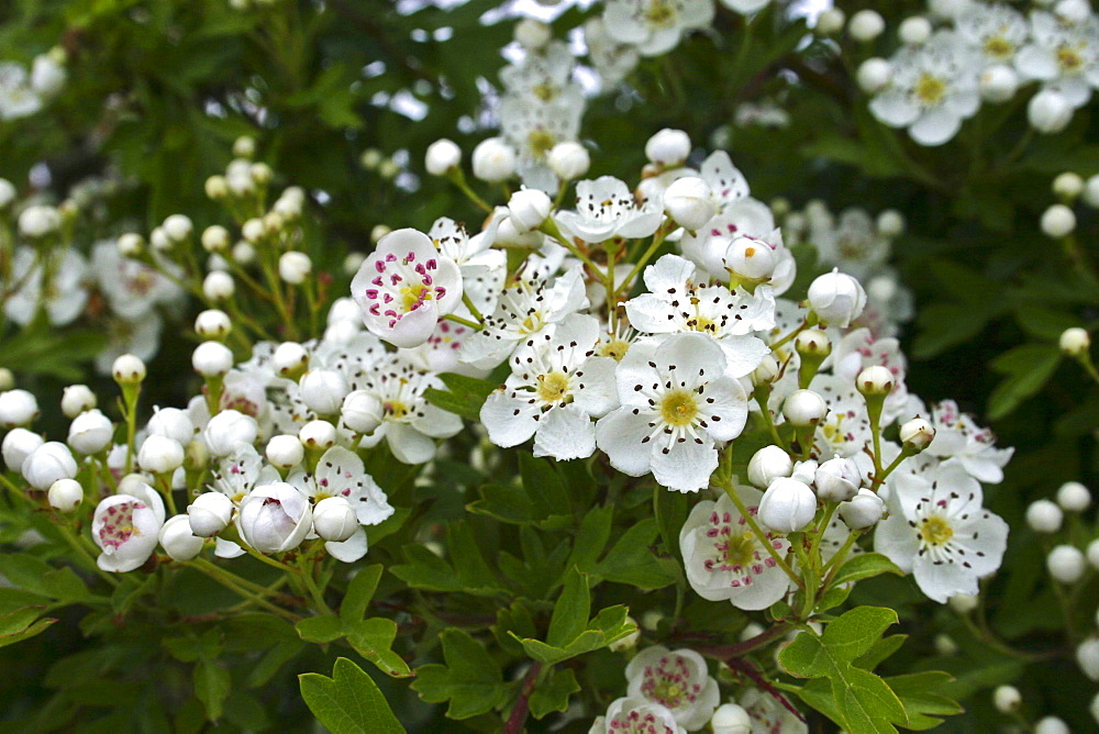 Hawthorn Blossom (Crataegus monogyna). Sark British Channel Islands, UK