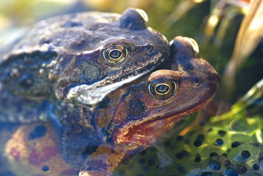 Common Frogs mating (Rana temporaria). Sark, British Channel Islands, UK