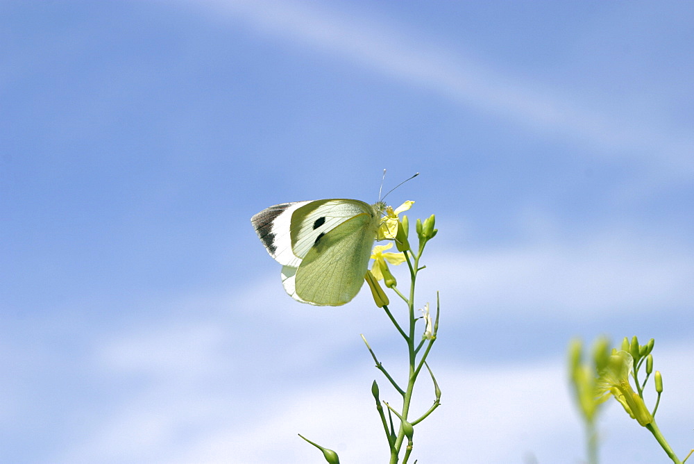 Large White Butterfly (Pieris brassicae). Jersey, British Channel Islands, UK