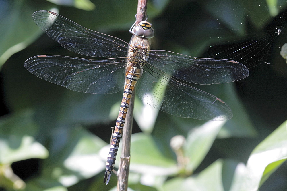 Migrant Hawker Dragonfly (Aeshan mixta). Sark, British Channel Islands, UK