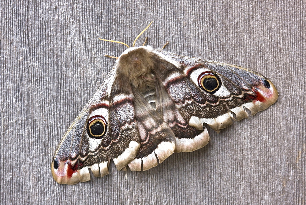 Emperor Moth female  (Saturnia pavonia). Sark, British Channel Islands, UK