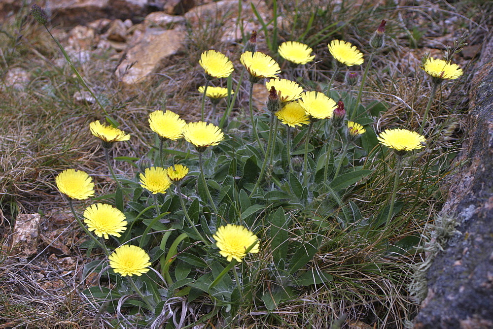 Mouse-ear Hawkweed (Pilosella officinarum). Sark British Channel Islands, UK