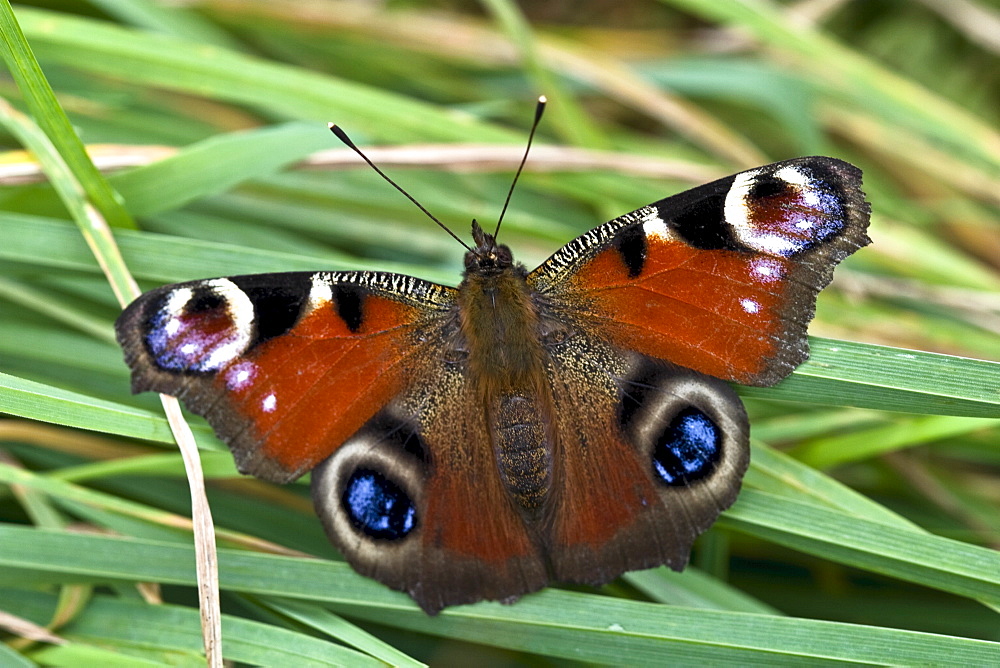 Peacock Butterfly (inachis io). Sark, British Channel Islands, UK