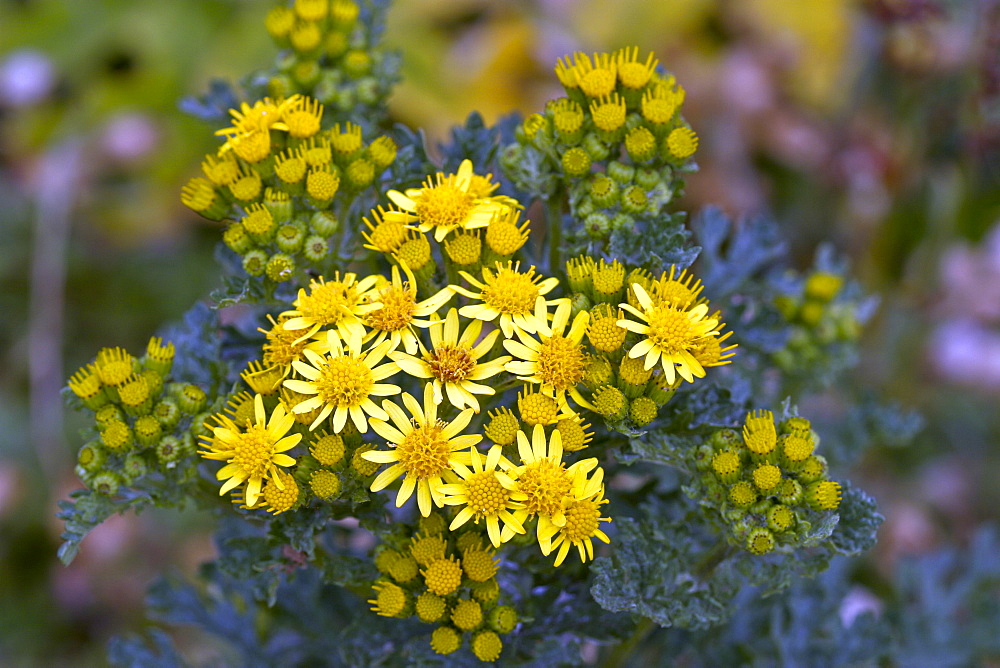 Ragwort (Senecio jacobaea). Sark British Channel Islands, UK