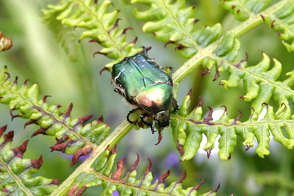 Rose Chafer Beetle (Cetonia aurata). Sark, British Channel Islands, UK