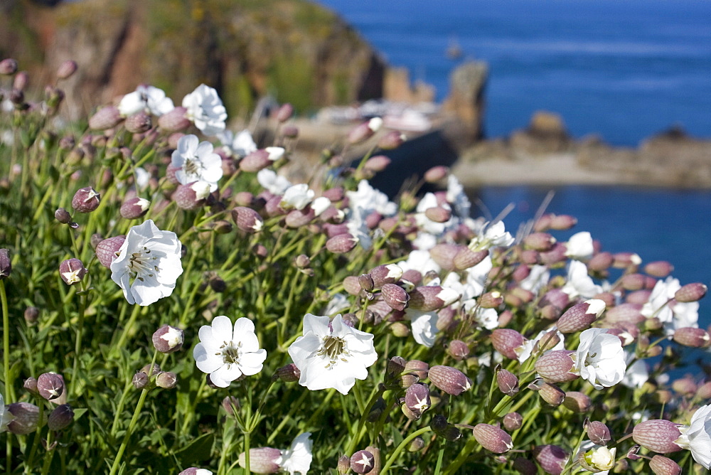 Sea Campion (Silene uniflora). Les Laches, Sark, British Channel Islands, UK