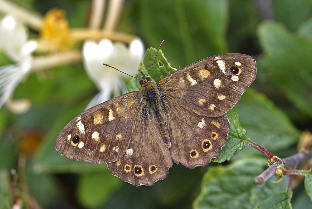 Speckled Wood Butterfly (Pararge aegeria). Sark, British Channel Islands, UK