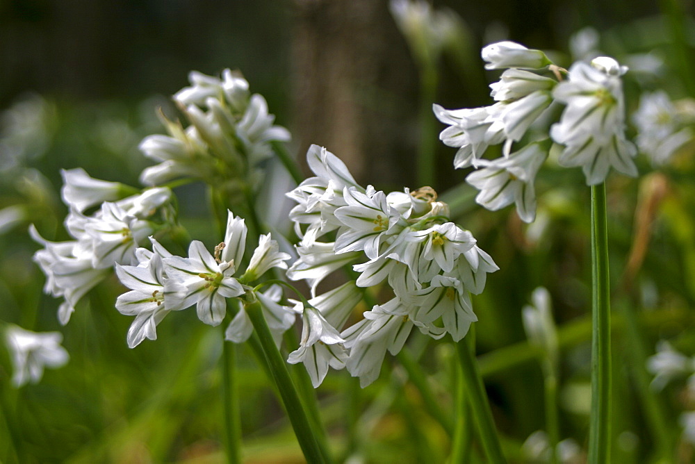 Three-cornered Leek (Allium Triquetum). Sark British Channel Islands, UK