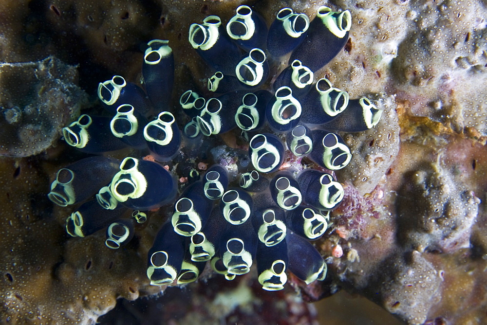 Sea Squirt Clavelina robusta. Gili Islands, Lombok, Indonesia