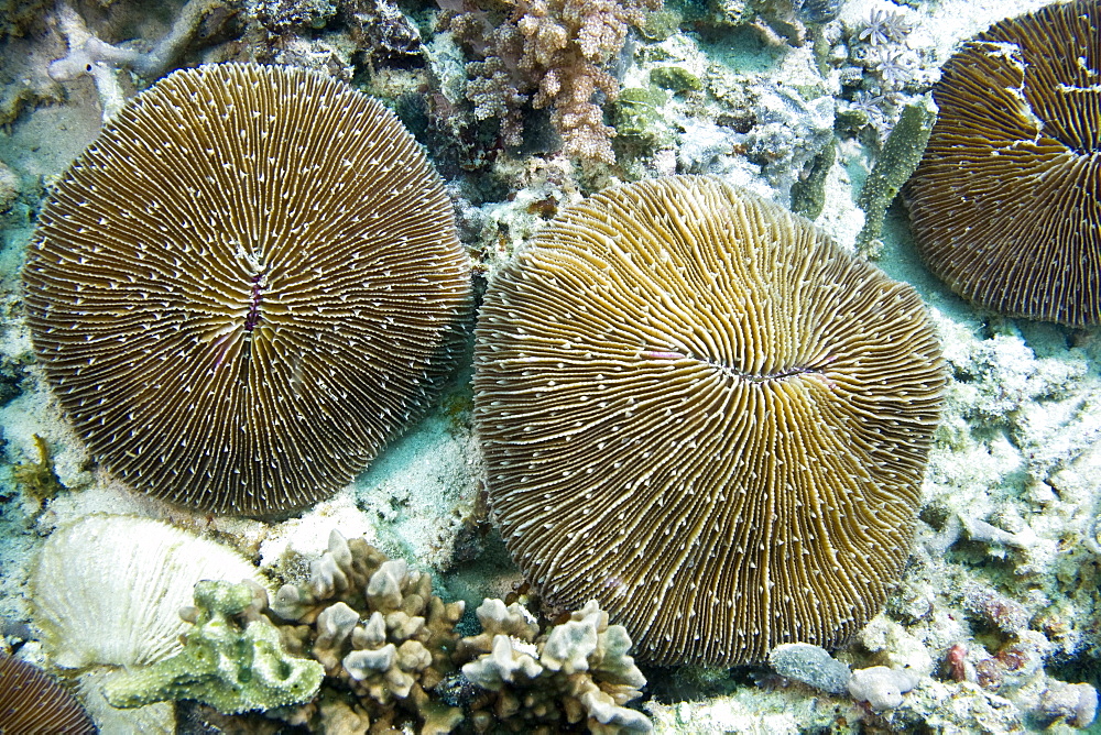 Mushroom Coral Fungi sp.. Gili Islands, Lombok, Indonesia