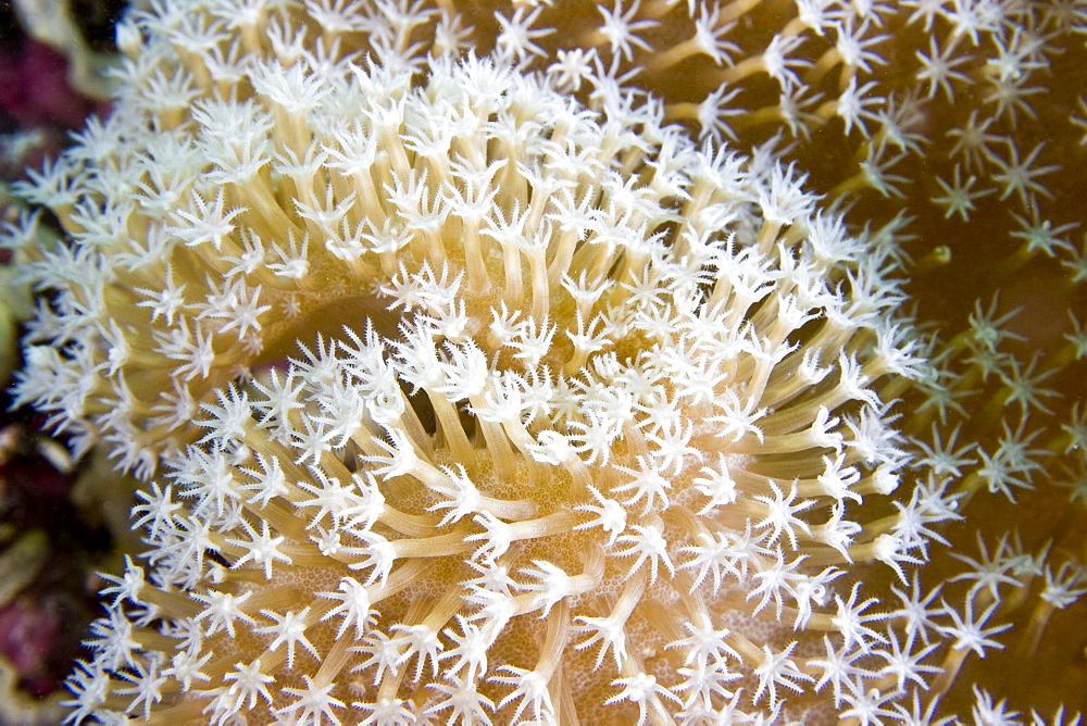 Soft Coral Sarcophyton sp. close up of polyps. Gili Islands, Lombok, Indonesia