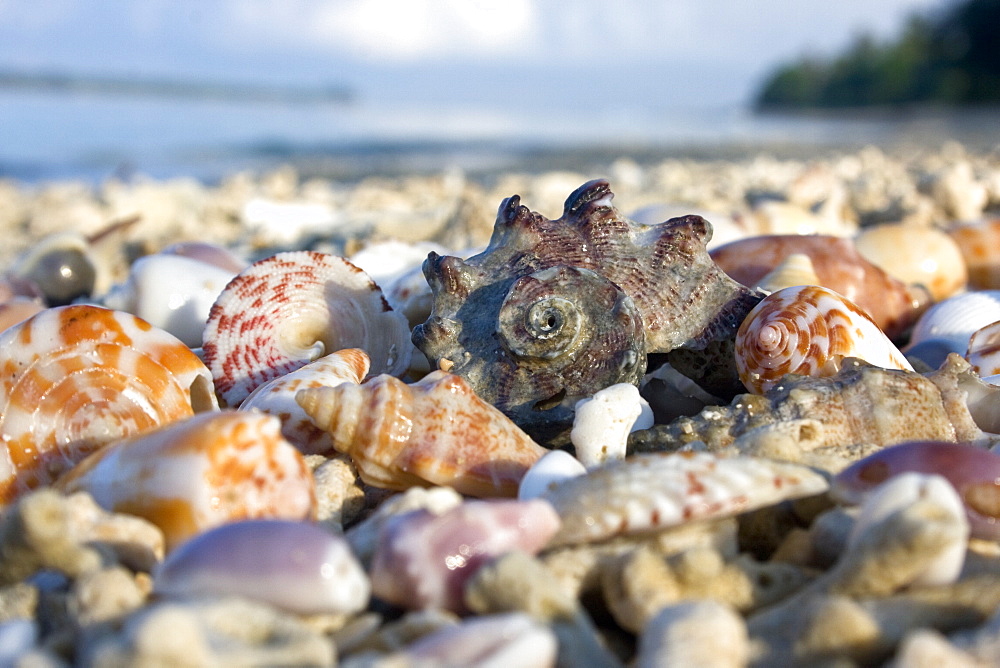 Seashells on shore. Lombok, Indonesia