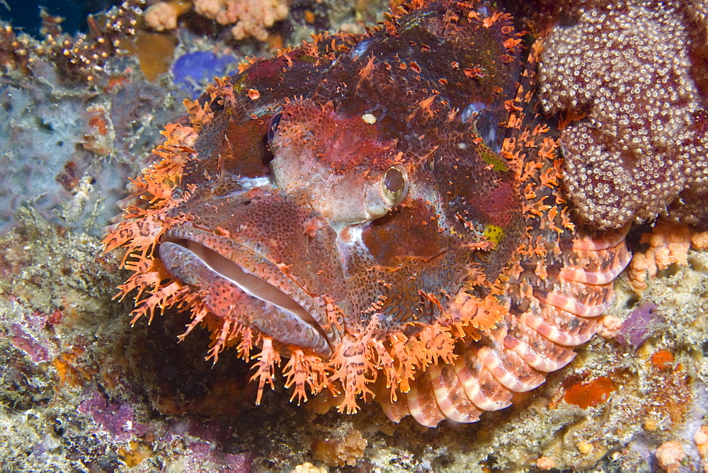 Scorpionfish Scorpaenopsis sp.. Gili Islands, Lombok, Indonesia