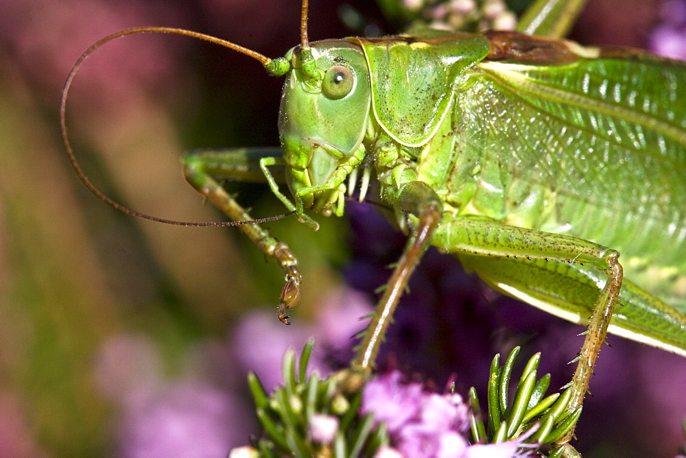 Great Green Bush-cricket Tettigonia viridissima. Sark, British Channel Islands