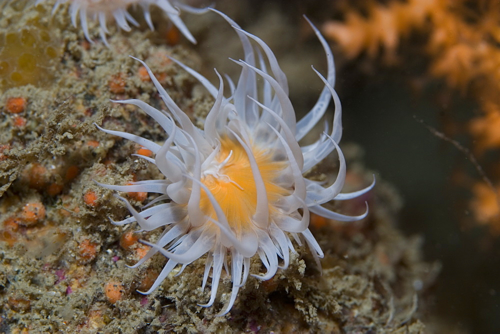 Fried Egg Anemone (Actinothoe sphyrodeta), Sark, Channel Islands