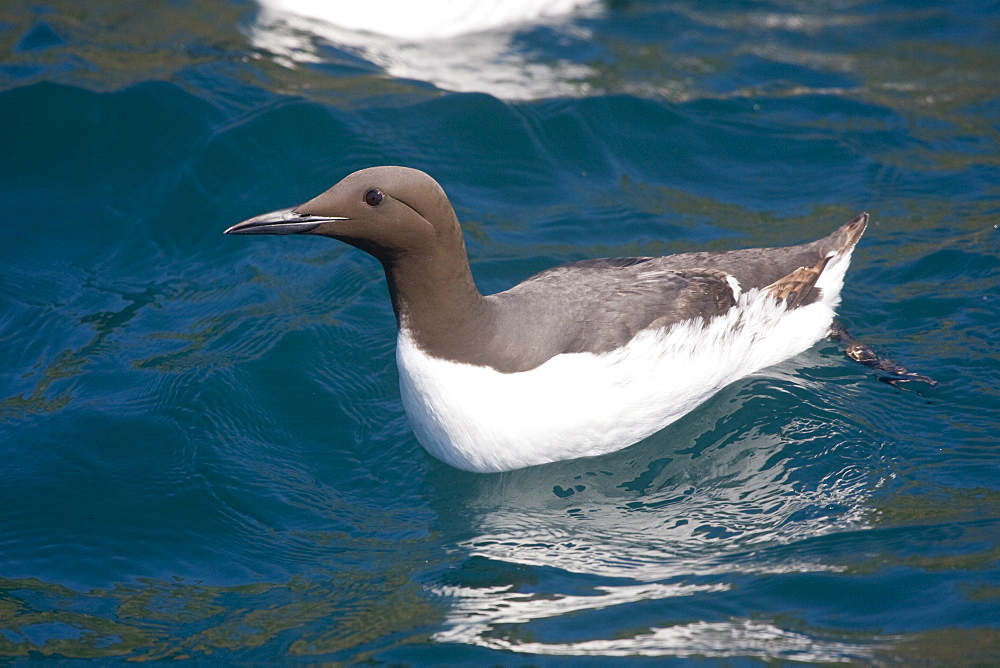 Guillemot (Uria aalge). British Channel Islands