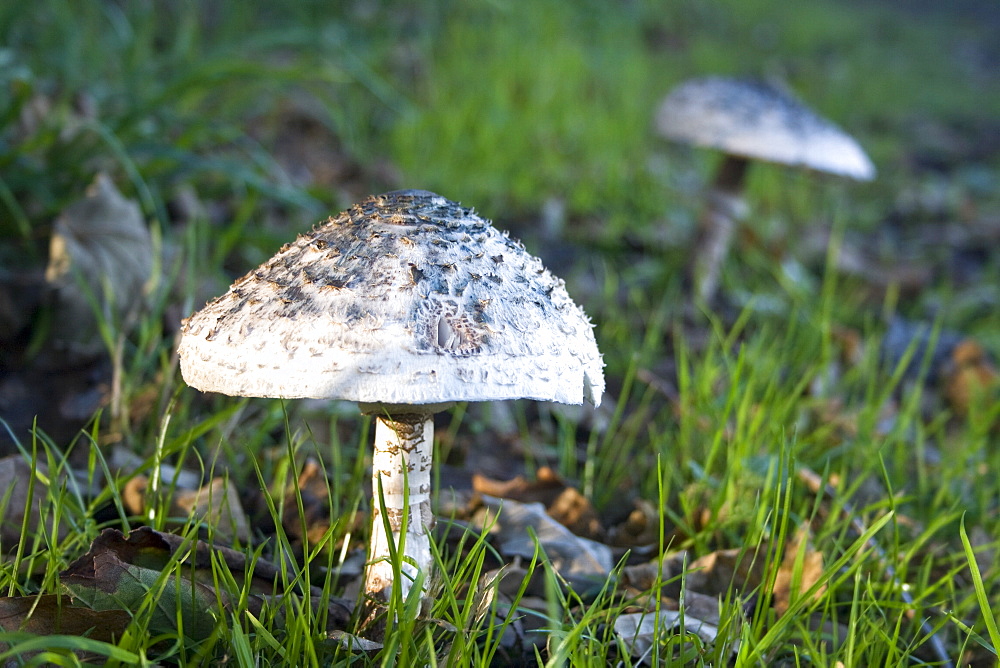 Parasol Mushrooms (Macrolepiota procera). Sark, British Channel Islands