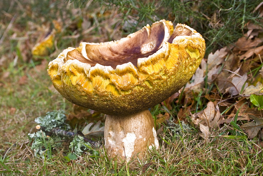 Penny Bun (Boletus edulis). Sark, British Channel Islands. 