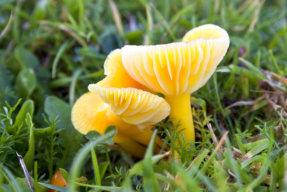 Yellow Wax Cap (Hygrocybe flavescens). Sark, British Channel Islands