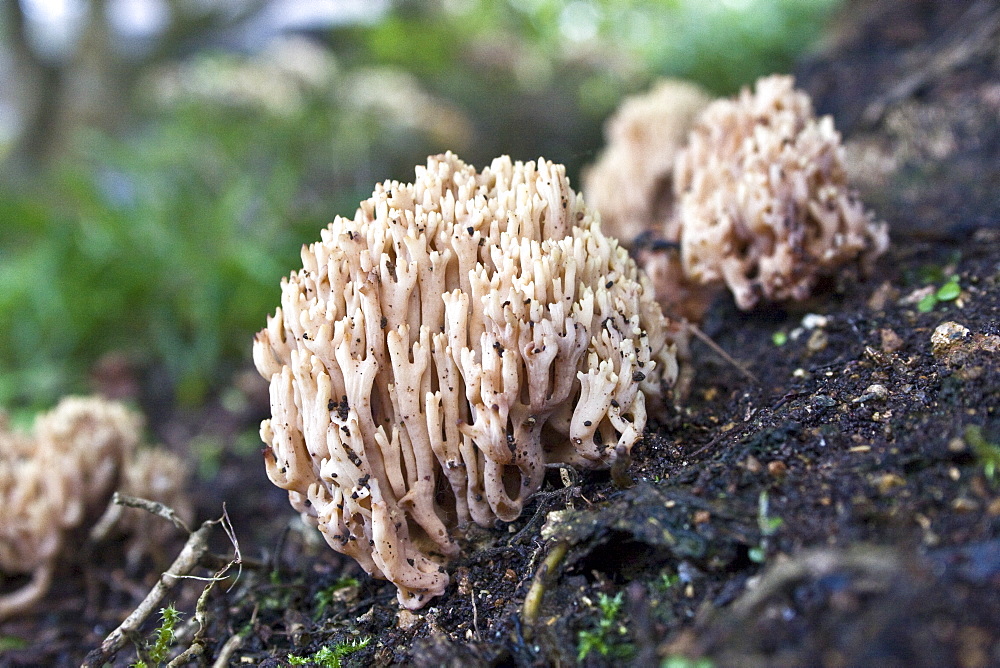 Ramaria stricta Upright Coral fungi. La Seigneurie, Sark, British Cha