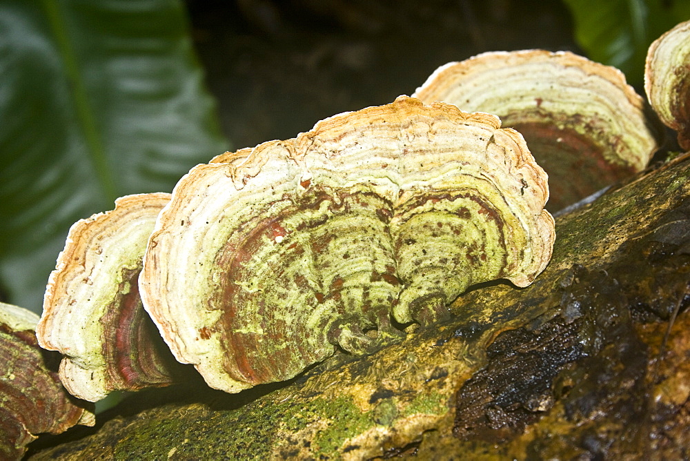 Turkey Tail (Tramestes versicola). Dixcart Woods, Sark, British Channel Islands