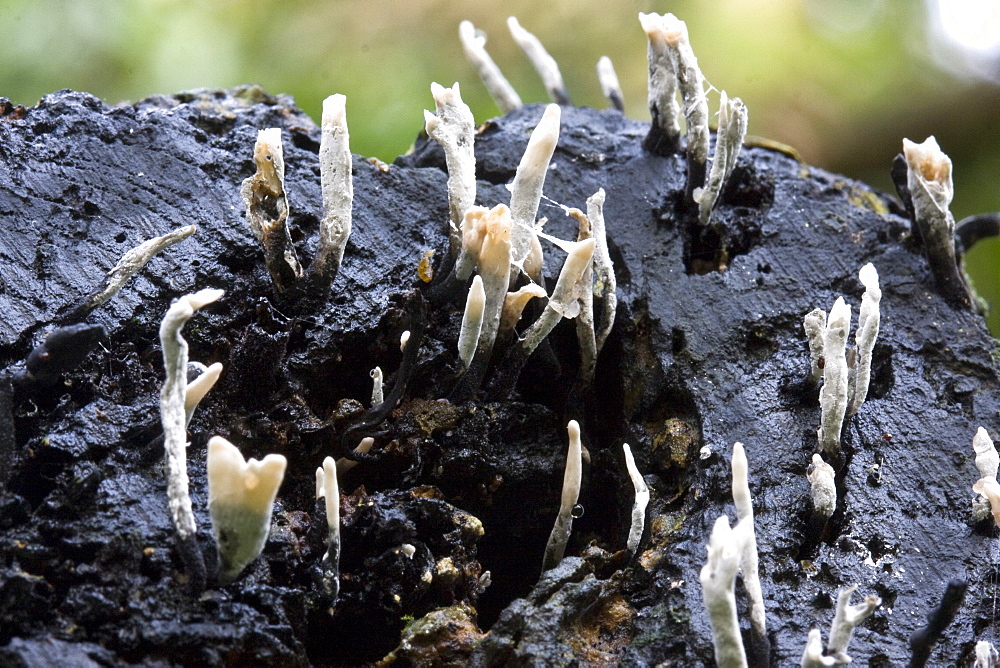 Candle Snuff Fungus Xylaria hypoxylon. Dixcart Woods, Sark, British Channel Islands