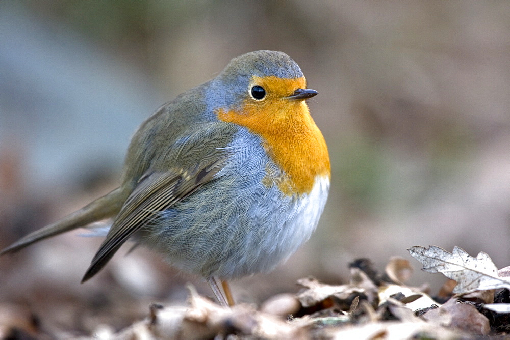 Robin Erithacus rubecula. Sark, British Channel Islands