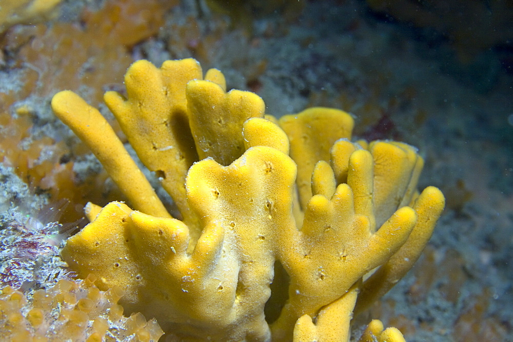 Yellow Staghorn Sponge Axinella dissimilis