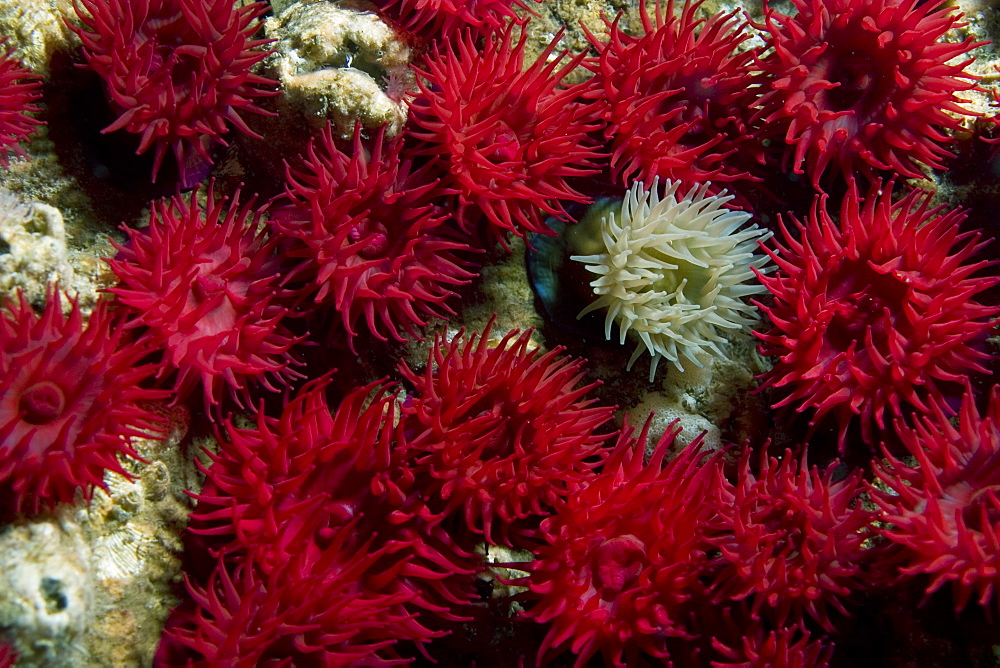 Beadlet Anemones (Actinia equina), Gouliot Caves, Sark, Channel Islands