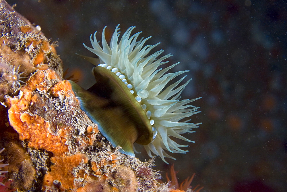 Beadlet Anemone Actinia equina