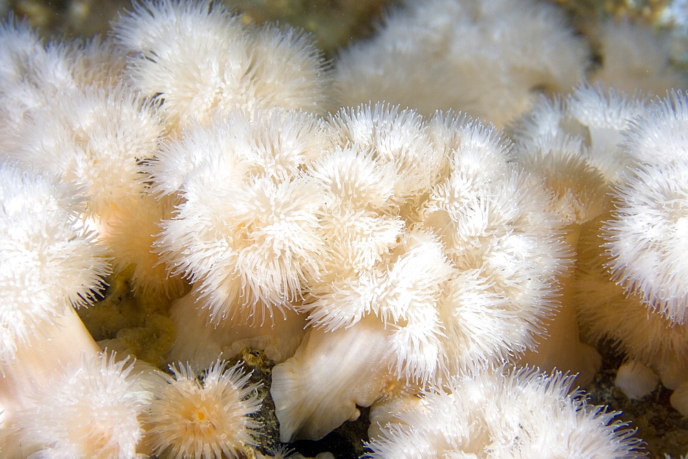 Plumose Anemone Metridium senile