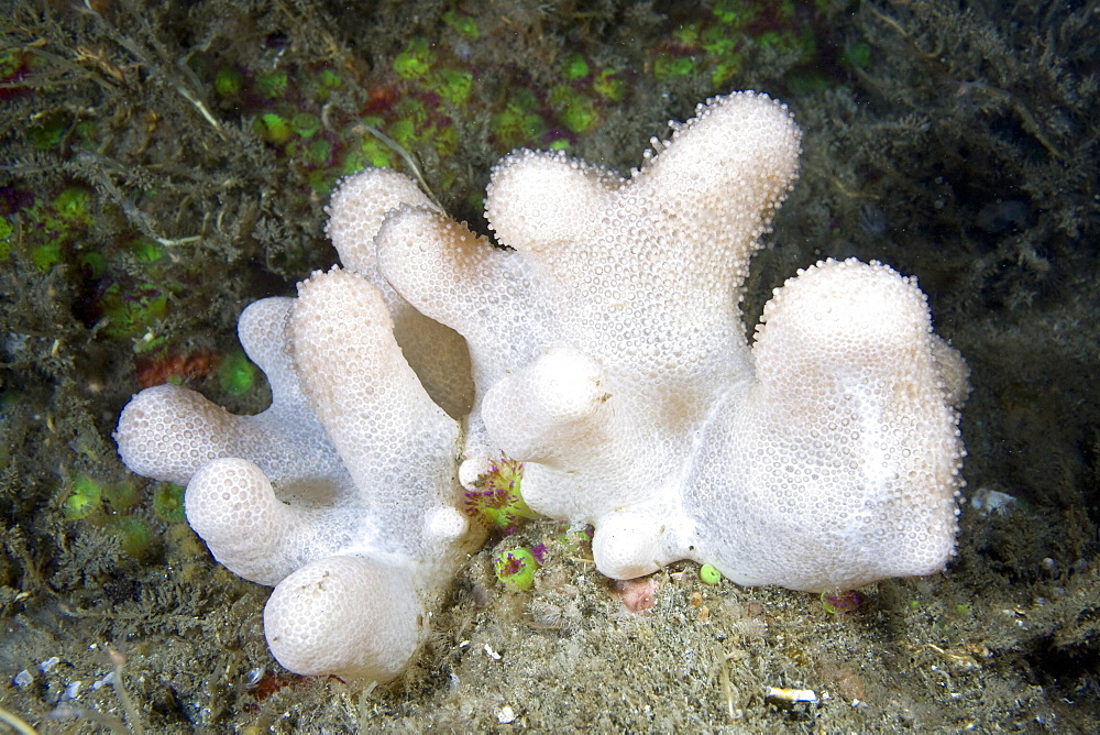 Deadmans Fingers Soft Coral Alcyonium digitatum