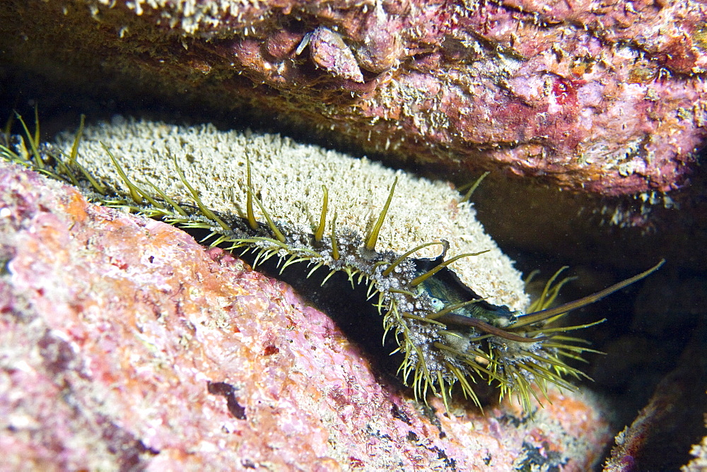 Ormer Haliotis tuberculata