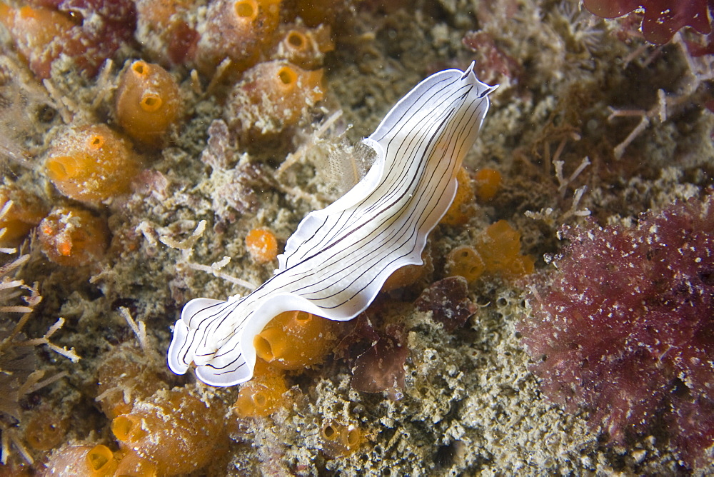 Candy-strriped Flat Worm Prostheceraeus vittatus