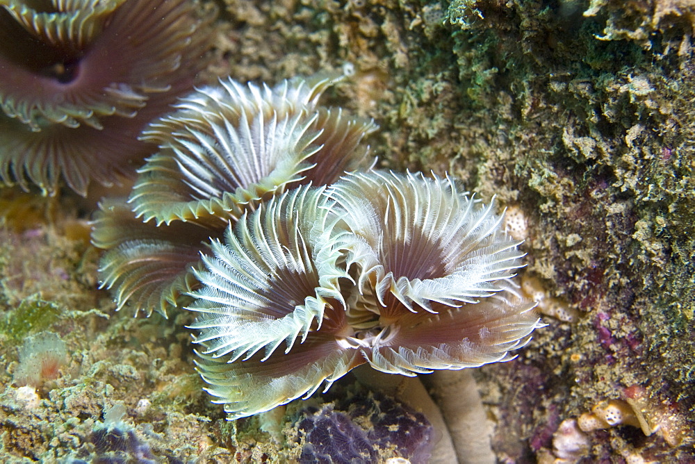 Double Sprial Worm Bispira volutacornis