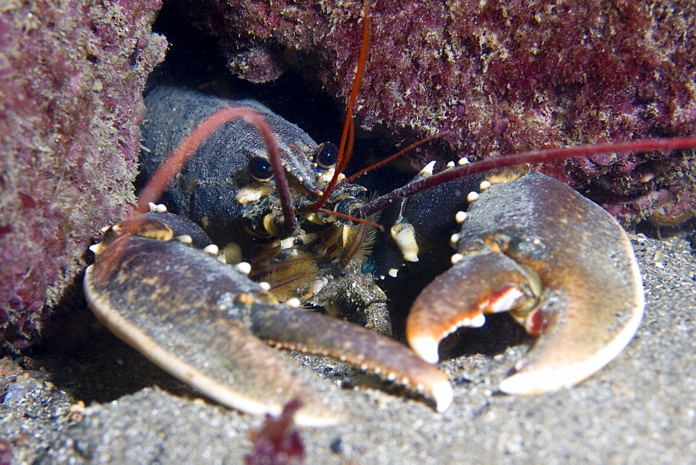 Lobster Homarus gammarus