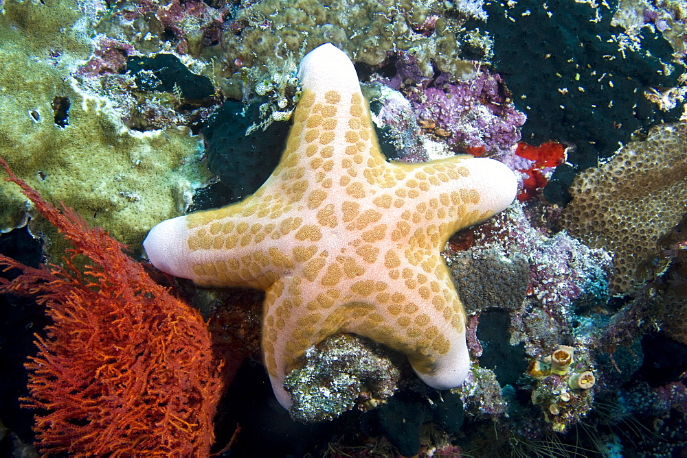 Starfish Choriaster grannulatus