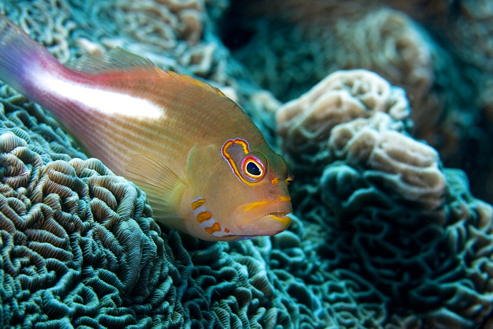 Arc-eye Hawkfish Paracirrhites arcatus