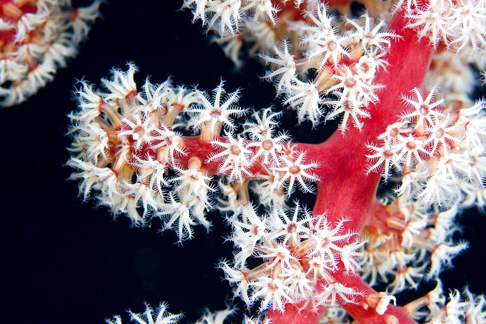 Octocoral close up