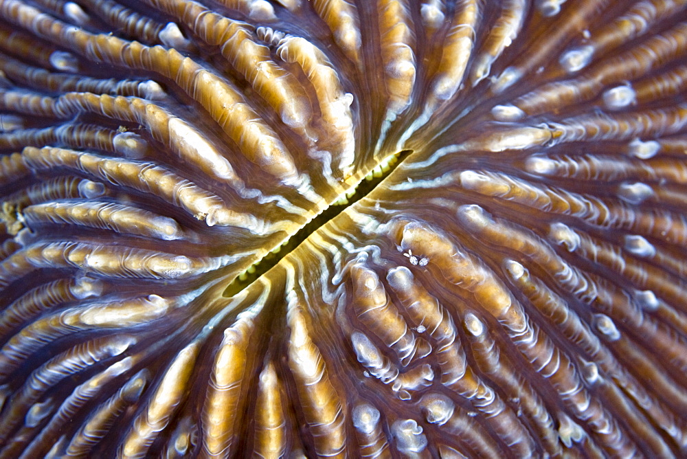 Mushroom Coral Fungia sp